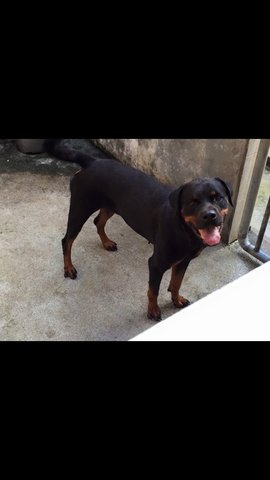 Rottie - Rottweiler Dog