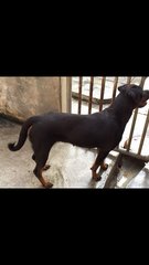 Rottie - Rottweiler Dog