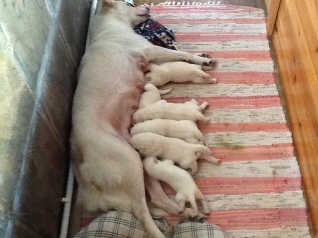 Six Pups - Mixed Breed Dog