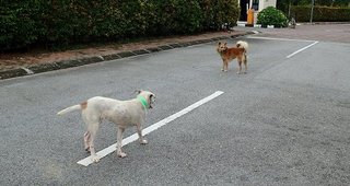 Molly &amp; Dolly - Mixed Breed Dog