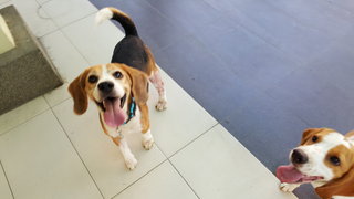 Tristan - Beagle Dog