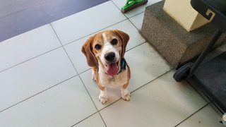 Tristan - Beagle Dog