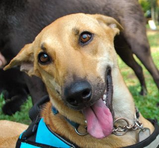 Cookie - Whippet Mix Dog