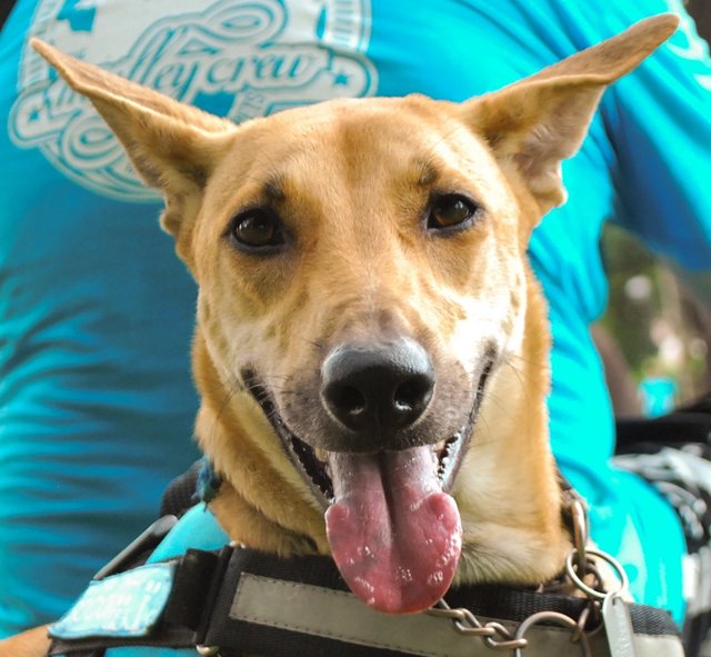 Cookie - Whippet Mix Dog