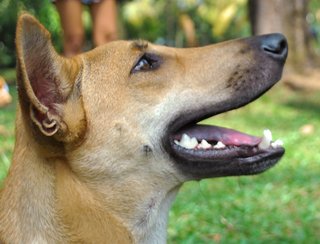 Cookie - Whippet Mix Dog