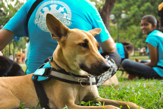 Cookie - Whippet Mix Dog