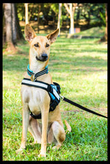 Cookie - Whippet Mix Dog