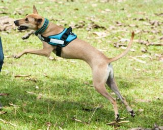 Cookie - Whippet Mix Dog