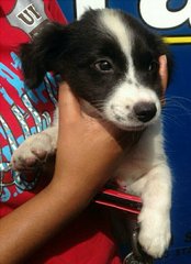 Border Collie Mixed - Border Collie Mix Dog