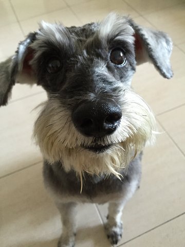 Pepper - Schnauzer Dog