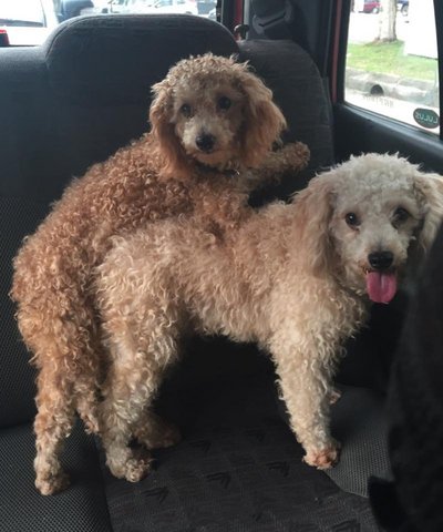 Teddy &amp; Meimei  - Poodle Dog