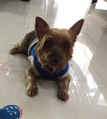 Sos Missing In Kota Damansara - Silky Terrier Dog