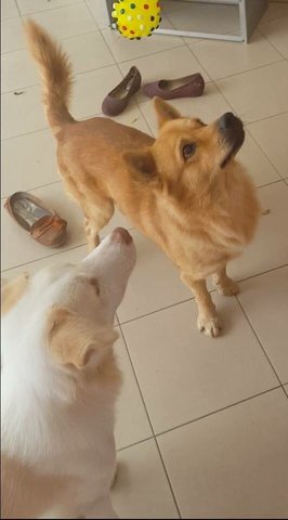 Coffee - Golden Retriever Mix Dog