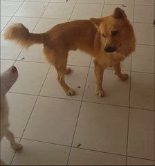 Coffee - Golden Retriever Mix Dog