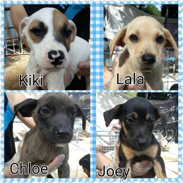 Kiki,lala,chloe And Joey - Mixed Breed Dog