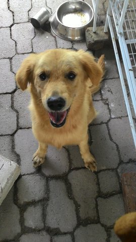 Goldie - Golden Retriever Dog