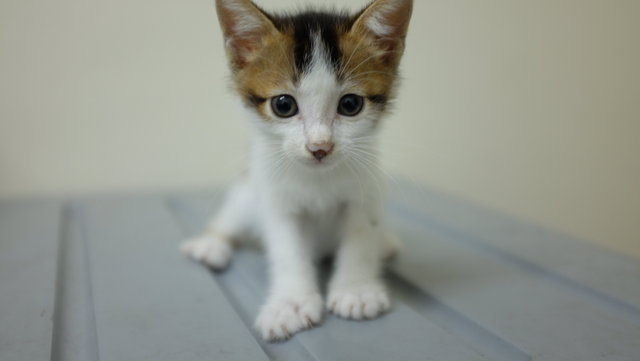 Don Gato  - Domestic Short Hair Cat