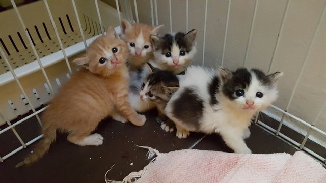 Rescued Kittens - Domestic Short Hair Cat