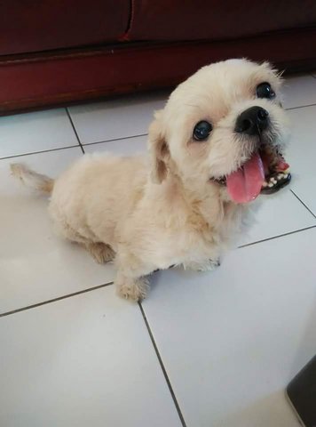 Lolo - Shih Tzu Dog