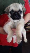 Pug Pug Pug Puppies - Pug Dog