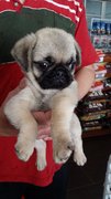 Pug Pug Pug Puppies - Pug Dog