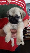 Pug Pug Pug Puppies - Pug Dog