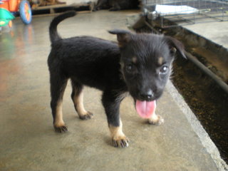 Charcoal - Mixed Breed Dog