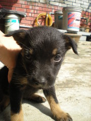 Charcoal - Mixed Breed Dog