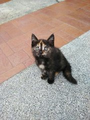 Duet - Tortoiseshell + Domestic Short Hair Cat