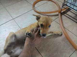 Oscar - Canaan Dog Dog