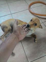 Oscar - Canaan Dog Dog