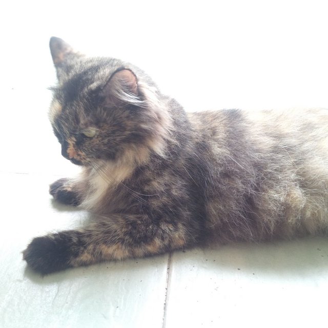 Cipok - Domestic Long Hair Cat