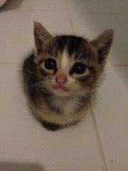 Rescued Kitten - Domestic Short Hair Cat