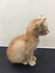 Rescued Kitten - Domestic Short Hair Cat