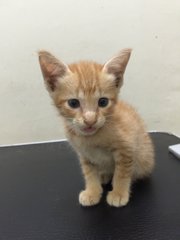 Rescued Kitten - Domestic Short Hair Cat