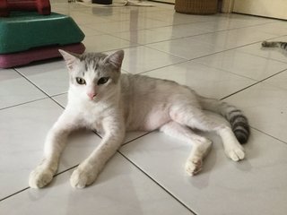 Ziggly - Domestic Short Hair Cat