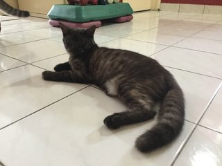 Swikey - Domestic Short Hair Cat