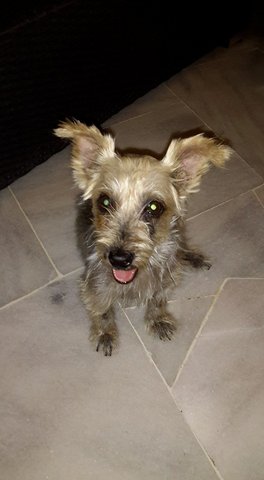 Silky Terrier Found In Usj3 - Silky Terrier Dog