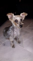 Silky Terrier Found In Usj3 - Silky Terrier Dog