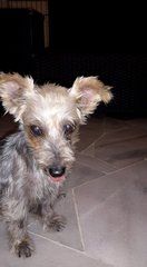 Silky Terrier Found In Usj3 - Silky Terrier Dog