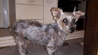 Silky Terrier Found In Usj3 - Silky Terrier Dog