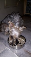 Silky Terrier Found In Usj3 - Silky Terrier Dog