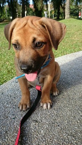 Cute Puppy Princess In Damansara!!! - Mixed Breed Dog