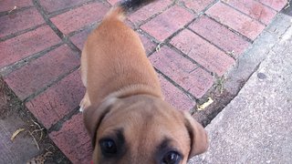 Cute Puppy Princess In Damansara!!! - Mixed Breed Dog