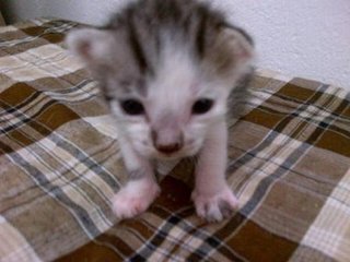 Avner, male