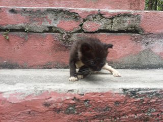 Stray Persian's Kittens - Persian + Domestic Short Hair Cat