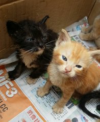 Stray Persian's Kittens - Persian + Domestic Short Hair Cat