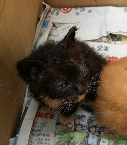 Stray Persian's Kittens - Persian + Domestic Short Hair Cat