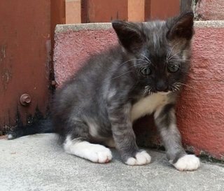 Stray Persian's Kittens - Persian + Domestic Short Hair Cat