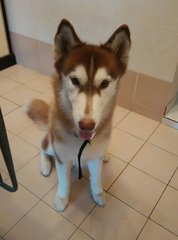 Gia - Husky Dog